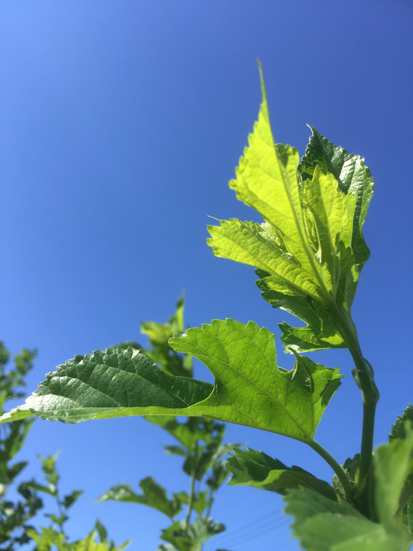 さきがけ　JAPANさんのプロフィール画像