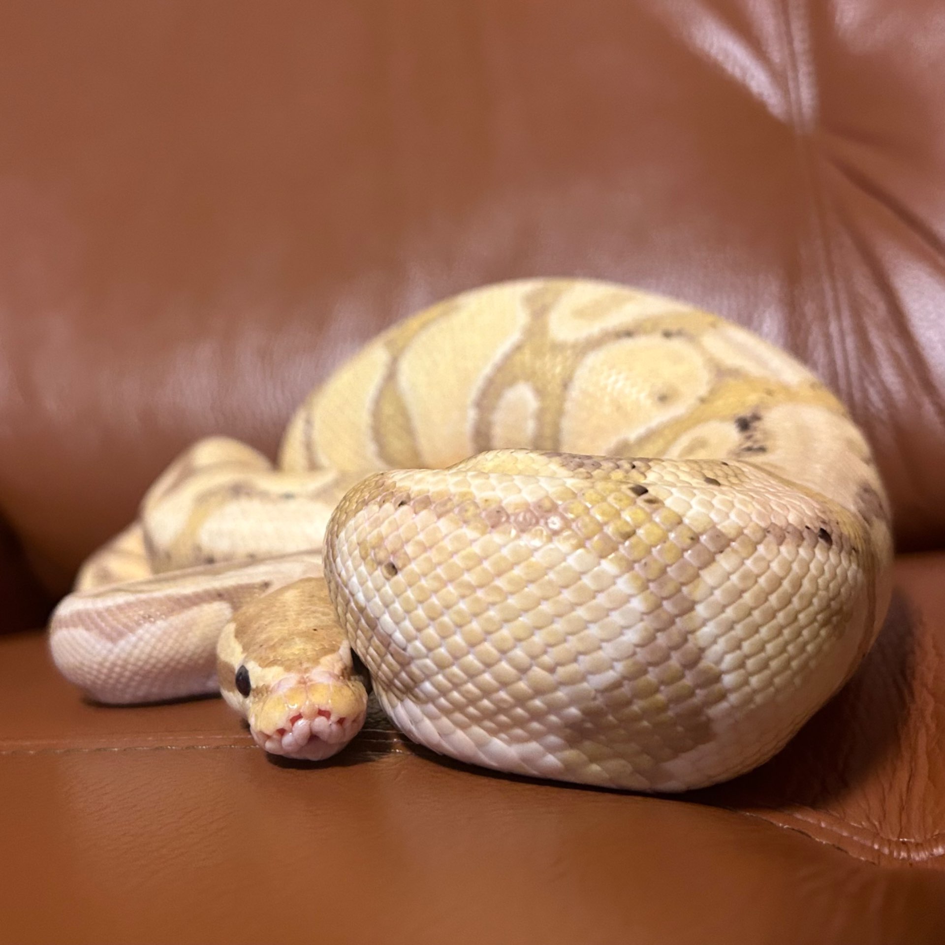 ふくぽっぽさんのプロフィール画像