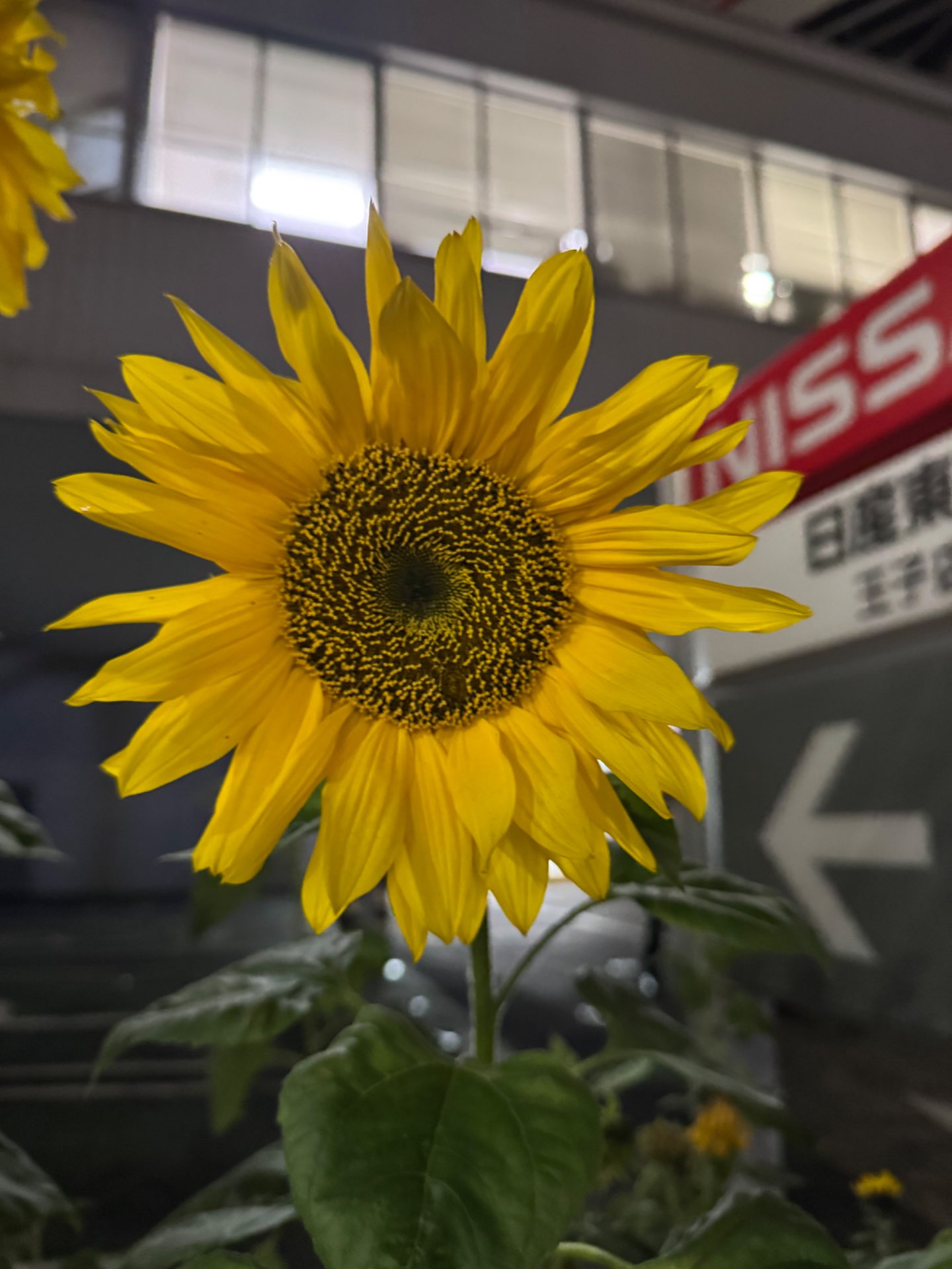 Shioriさんのプロフィール画像