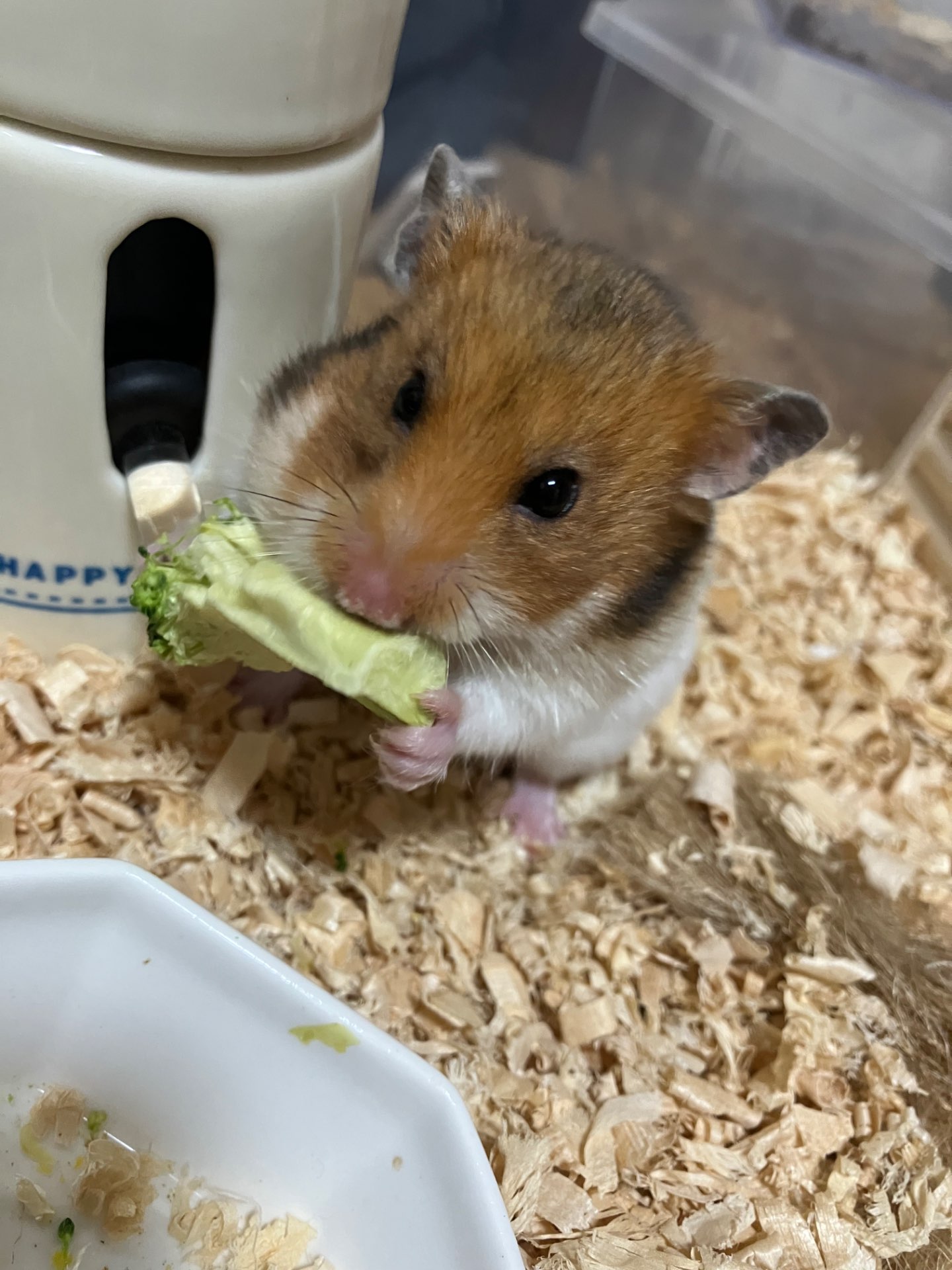 ててちさんのプロフィール画像