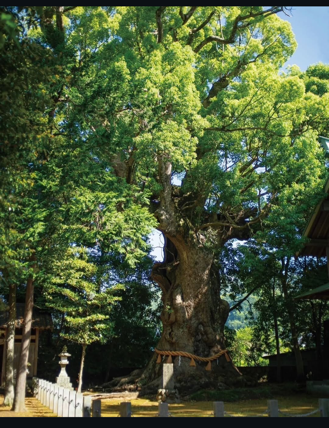 Juzuさんのプロフィール画像