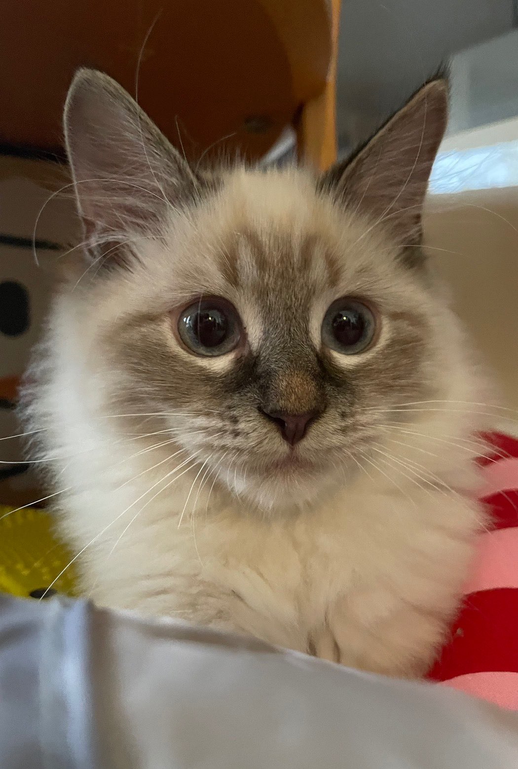 ほとかみのすけさんのプロフィール画像