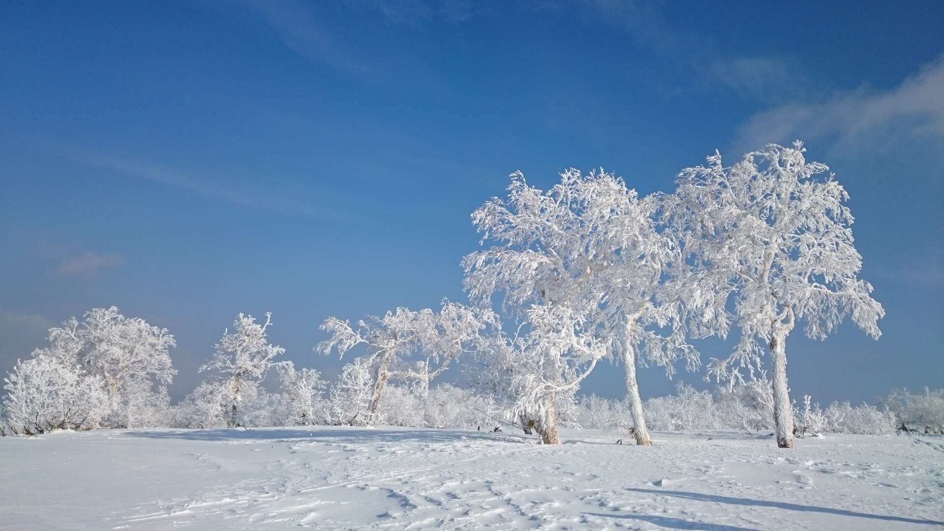 kaoさんのプロフィール画像