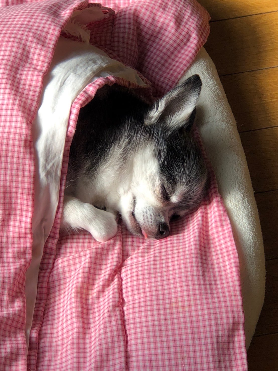 ねすさんのプロフィール画像