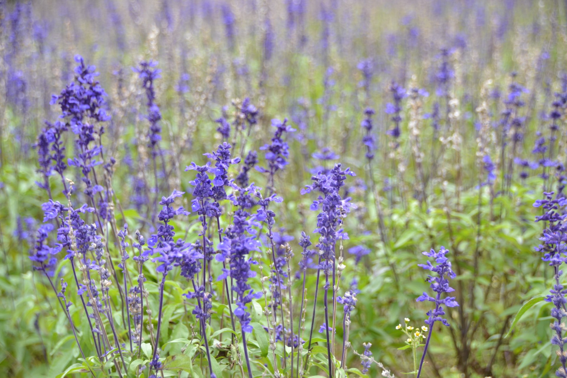 はるかちさんのプロフィール画像