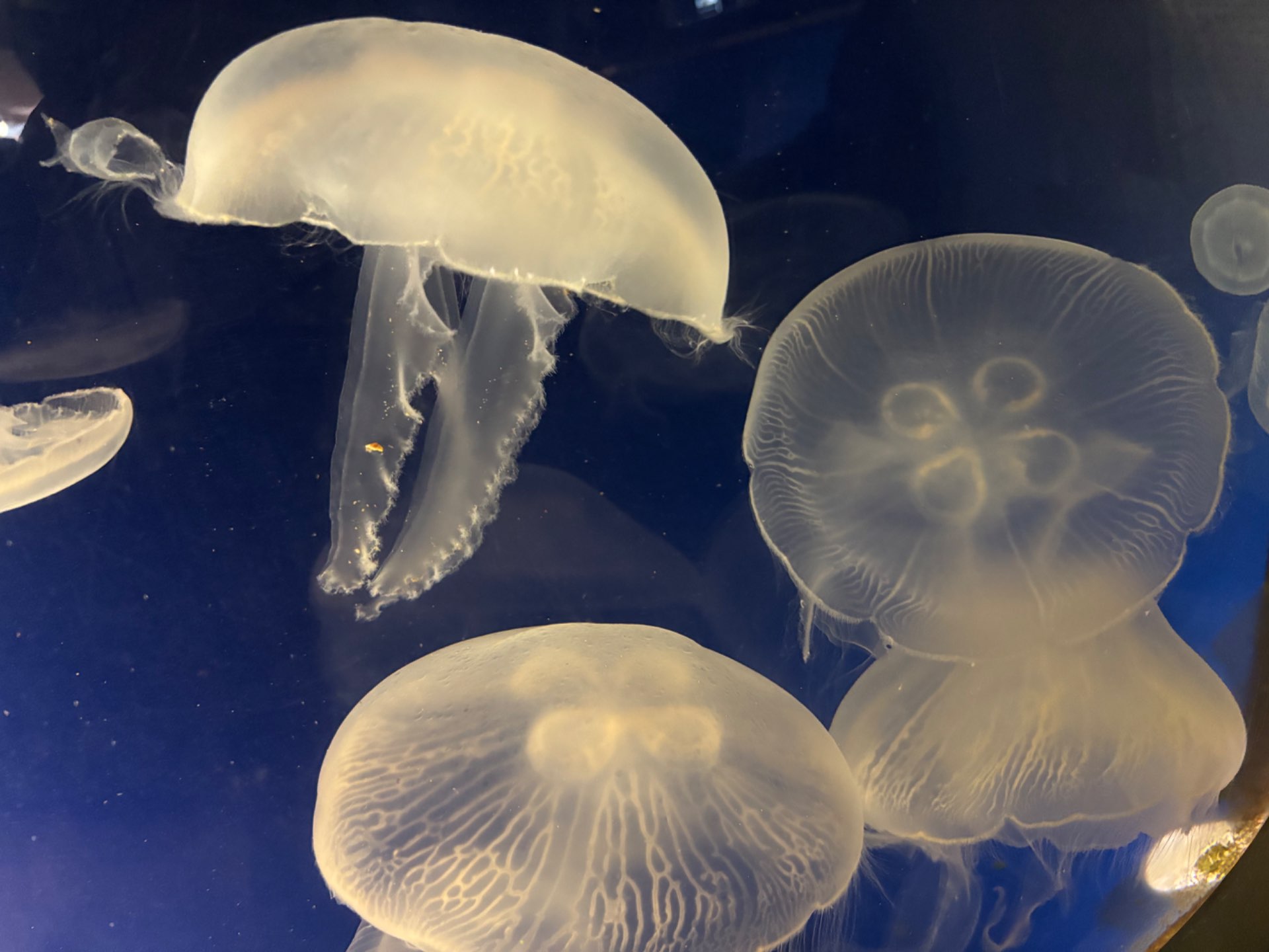 ととのぶ🪼さんのプロフィール画像