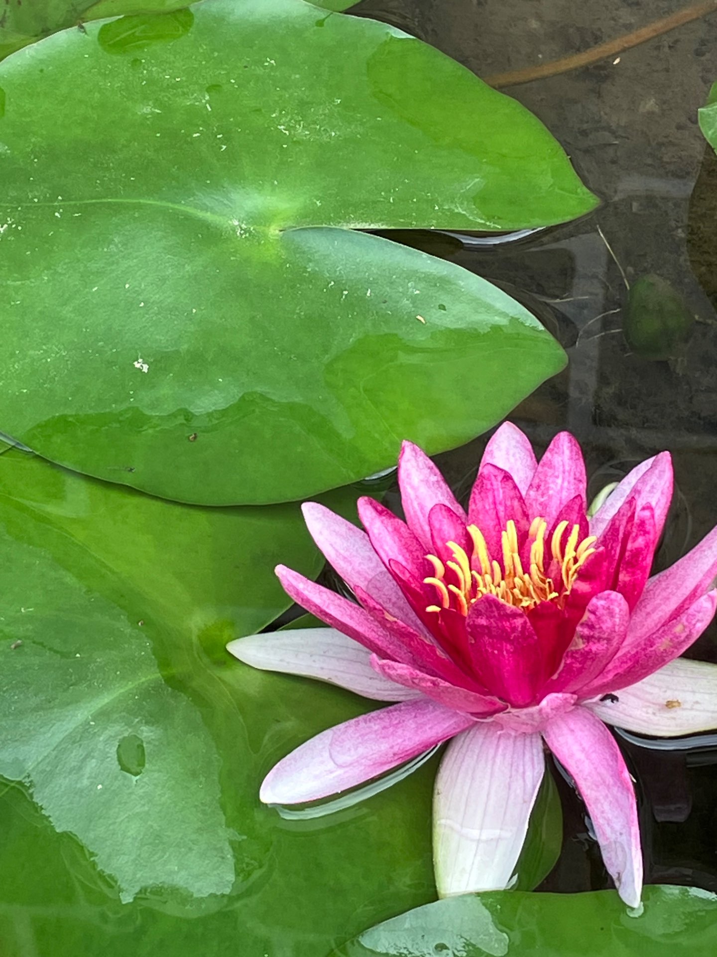 おばこさんのプロフィール画像