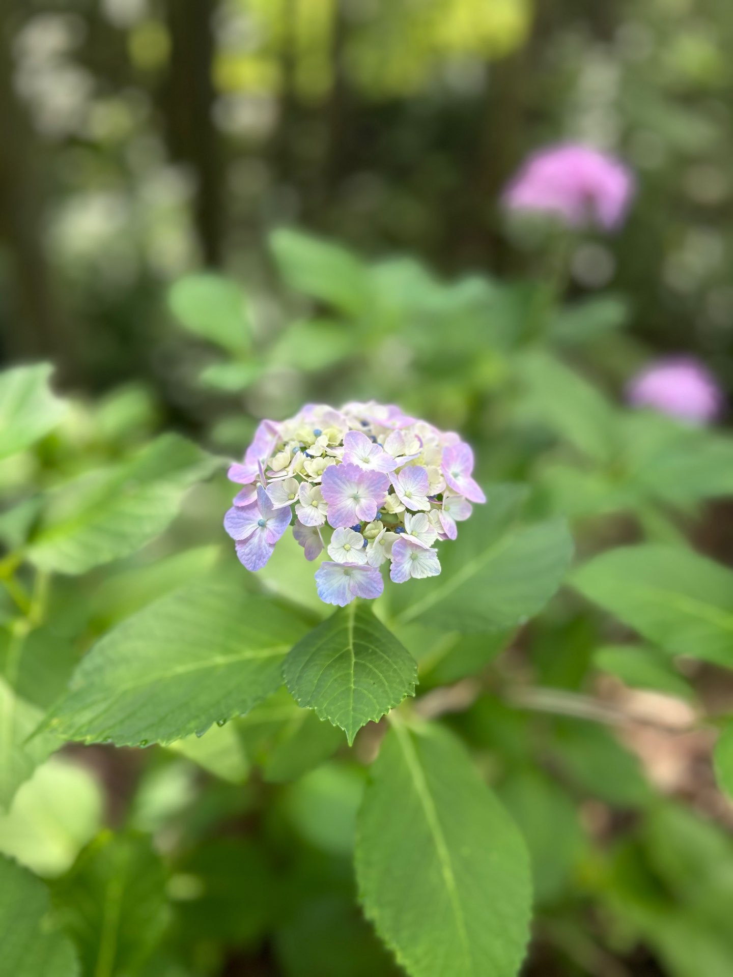 ニコさんのプロフィール画像