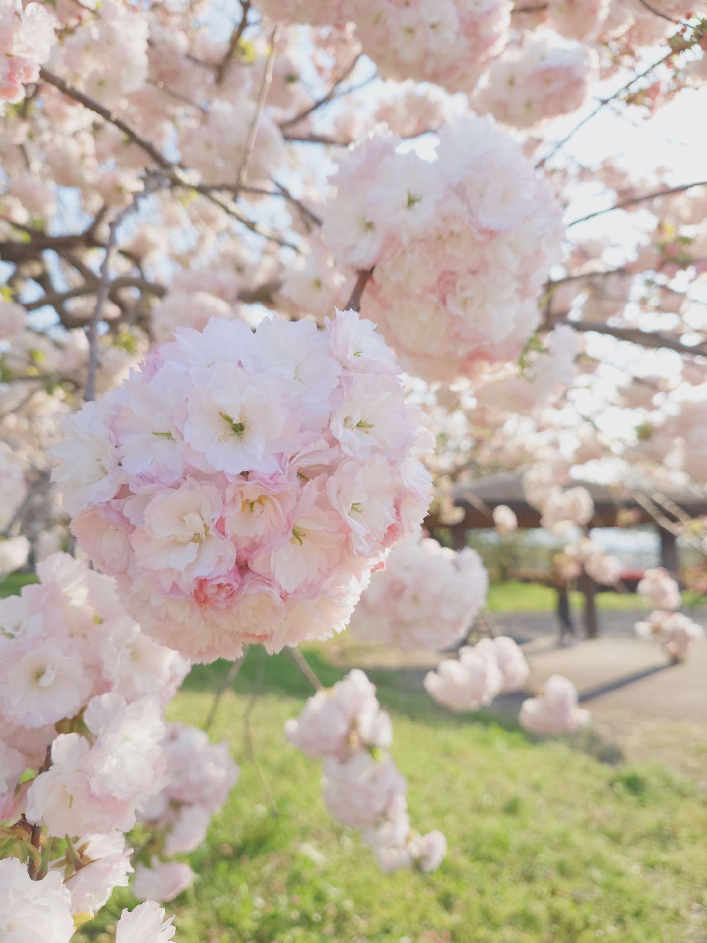 キュキュさんのプロフィール画像