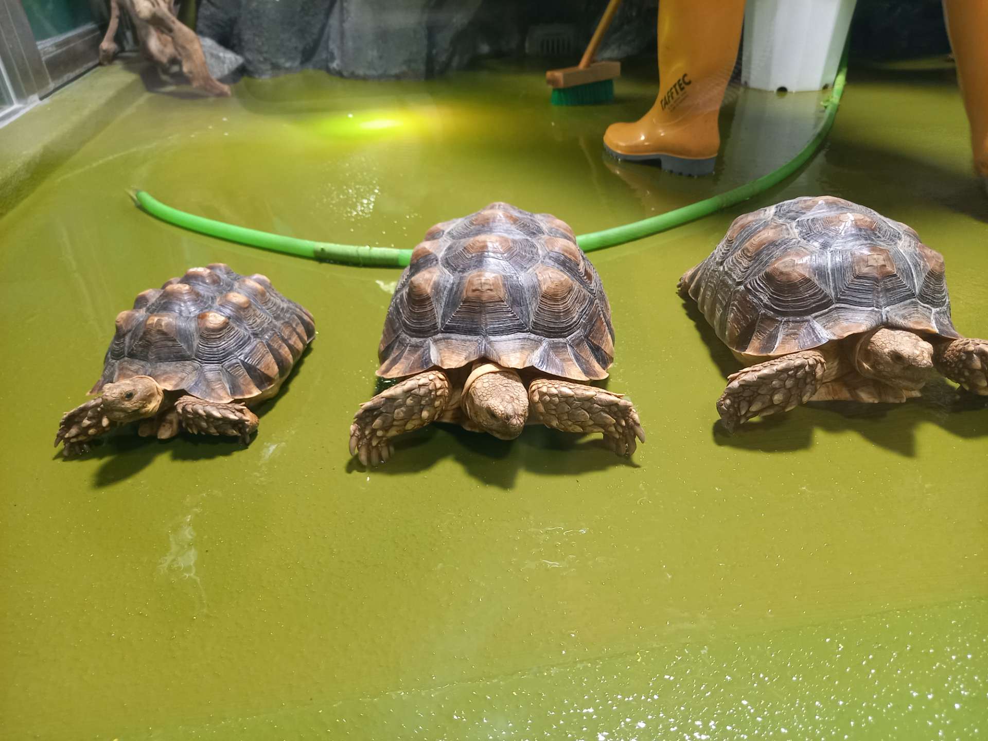 ポムさんのプロフィール画像