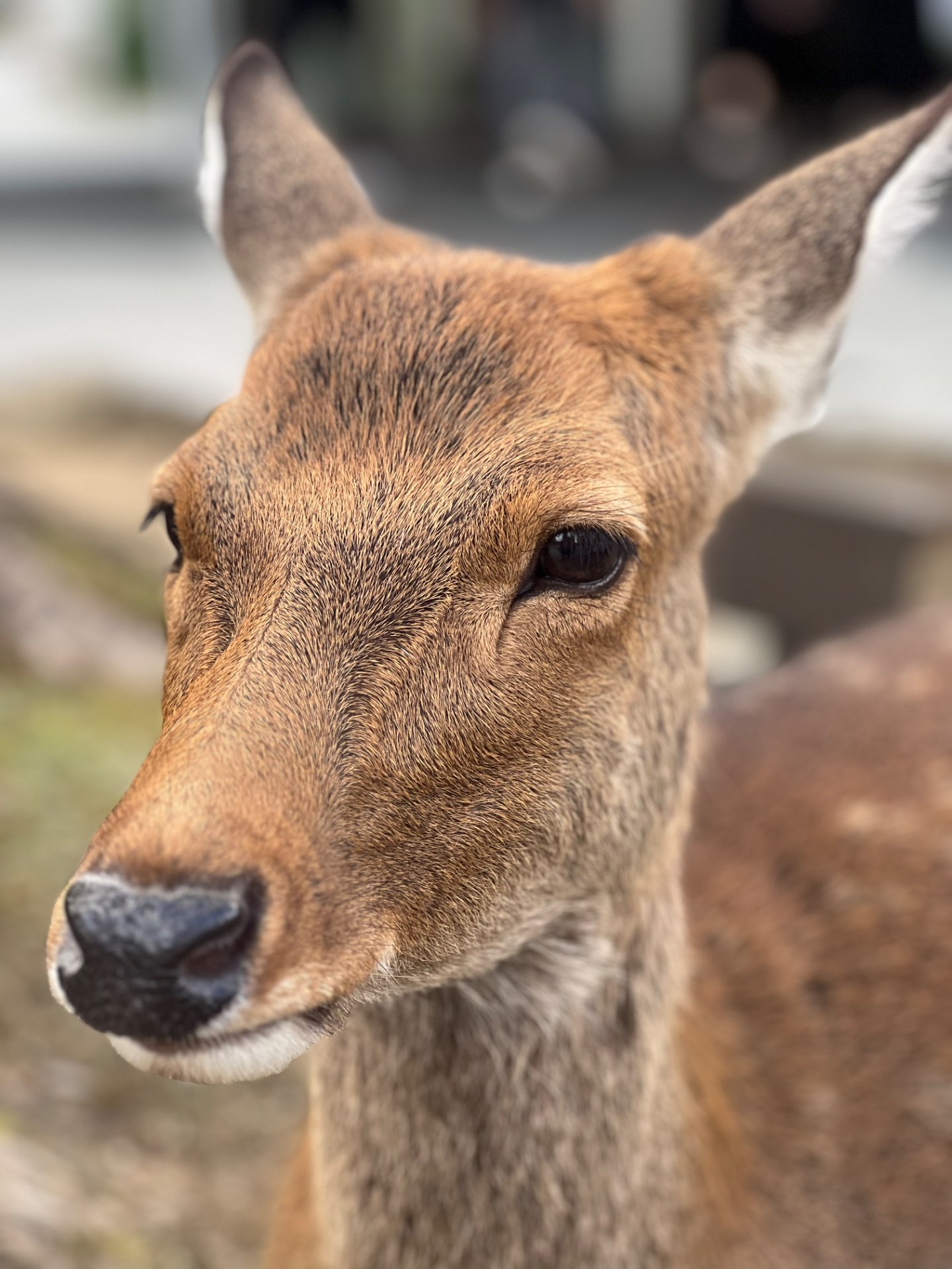 かんたさんのプロフィール画像