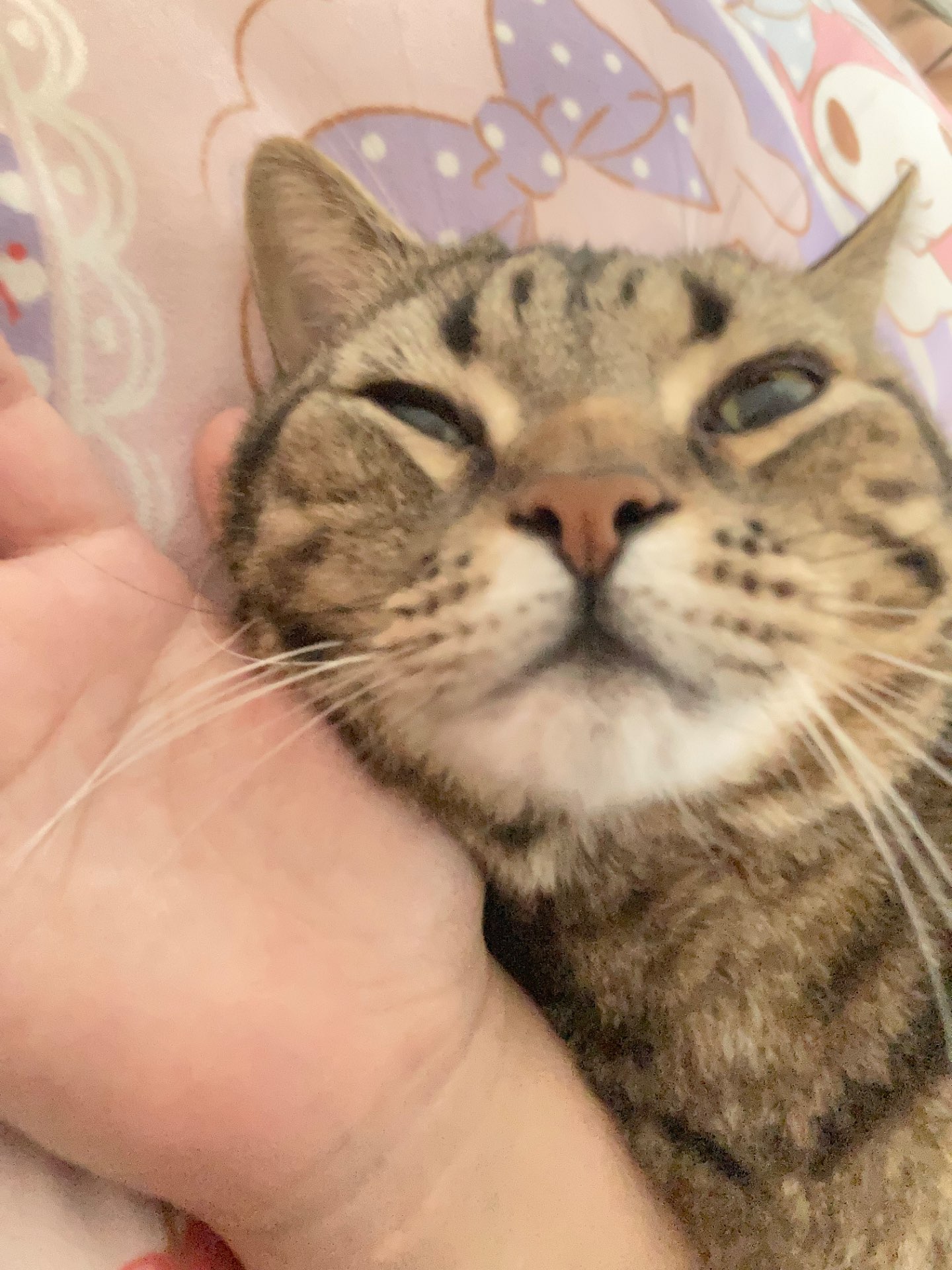 せりなさんのプロフィール画像