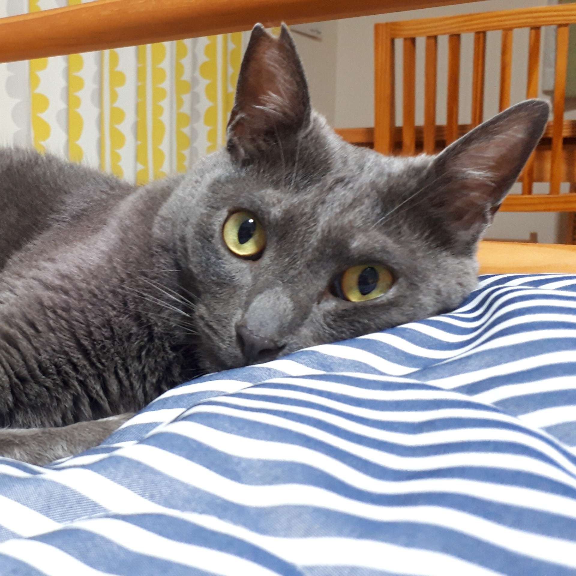 らんでぃーさんのプロフィール画像