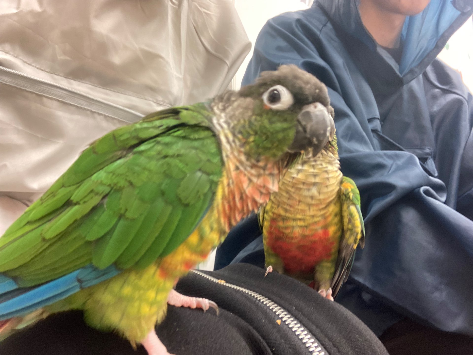 つるはしさんのプロフィール画像