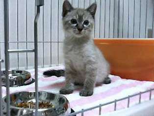 kakoさんのプロフィール画像