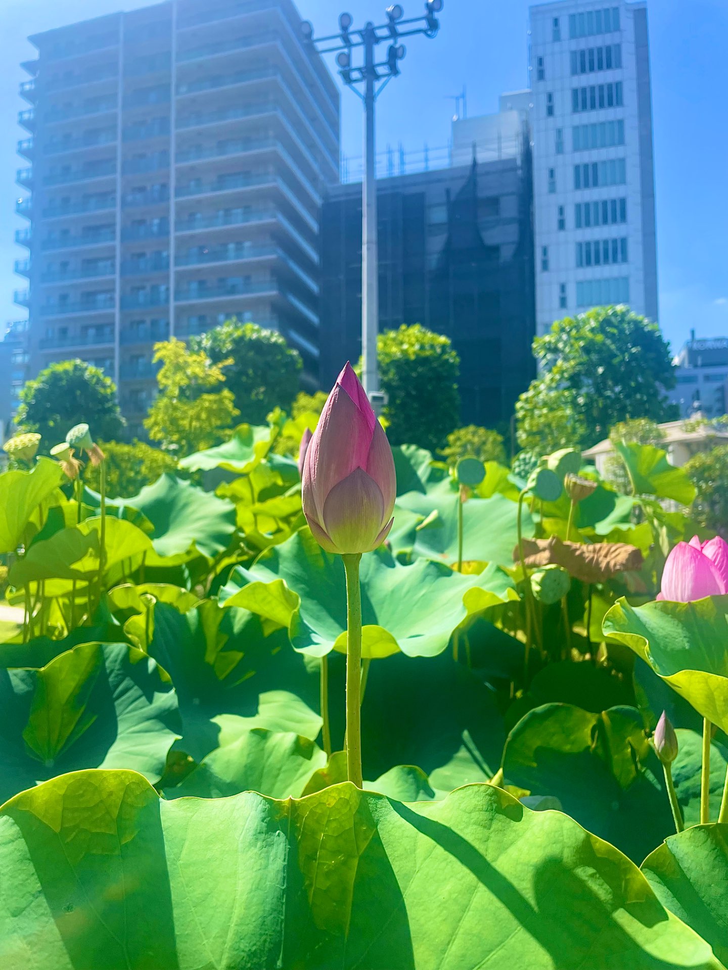 ほとかみちゃんさんのプロフィール画像
