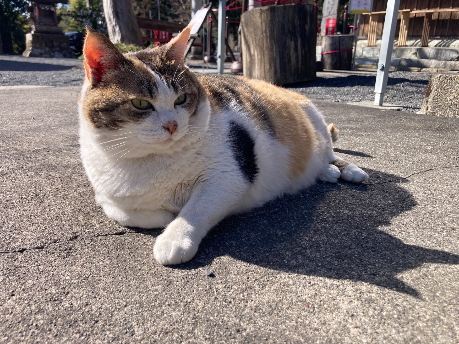 ゆえゆえさんのプロフィール画像