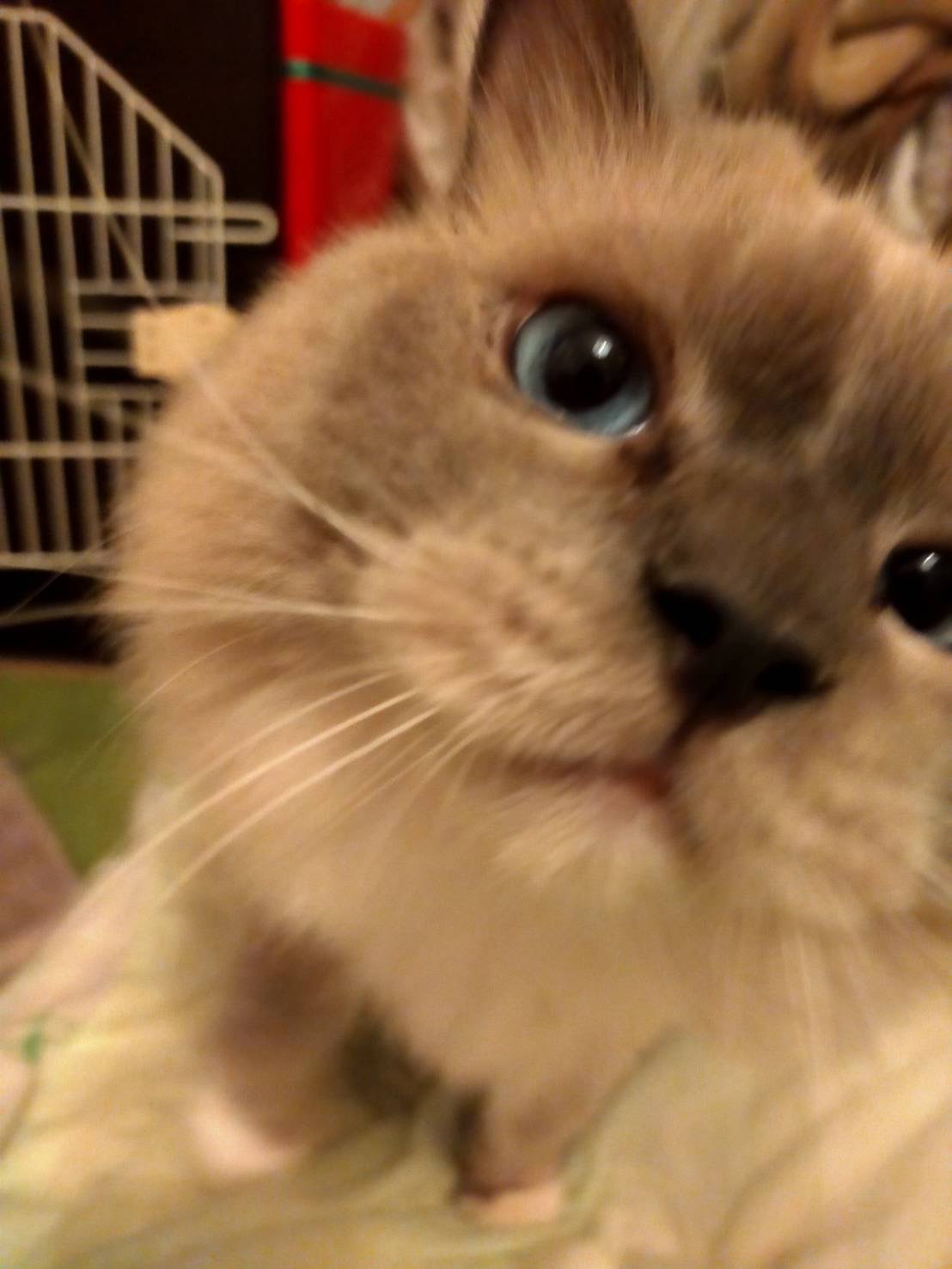 ファルコンさんのプロフィール画像