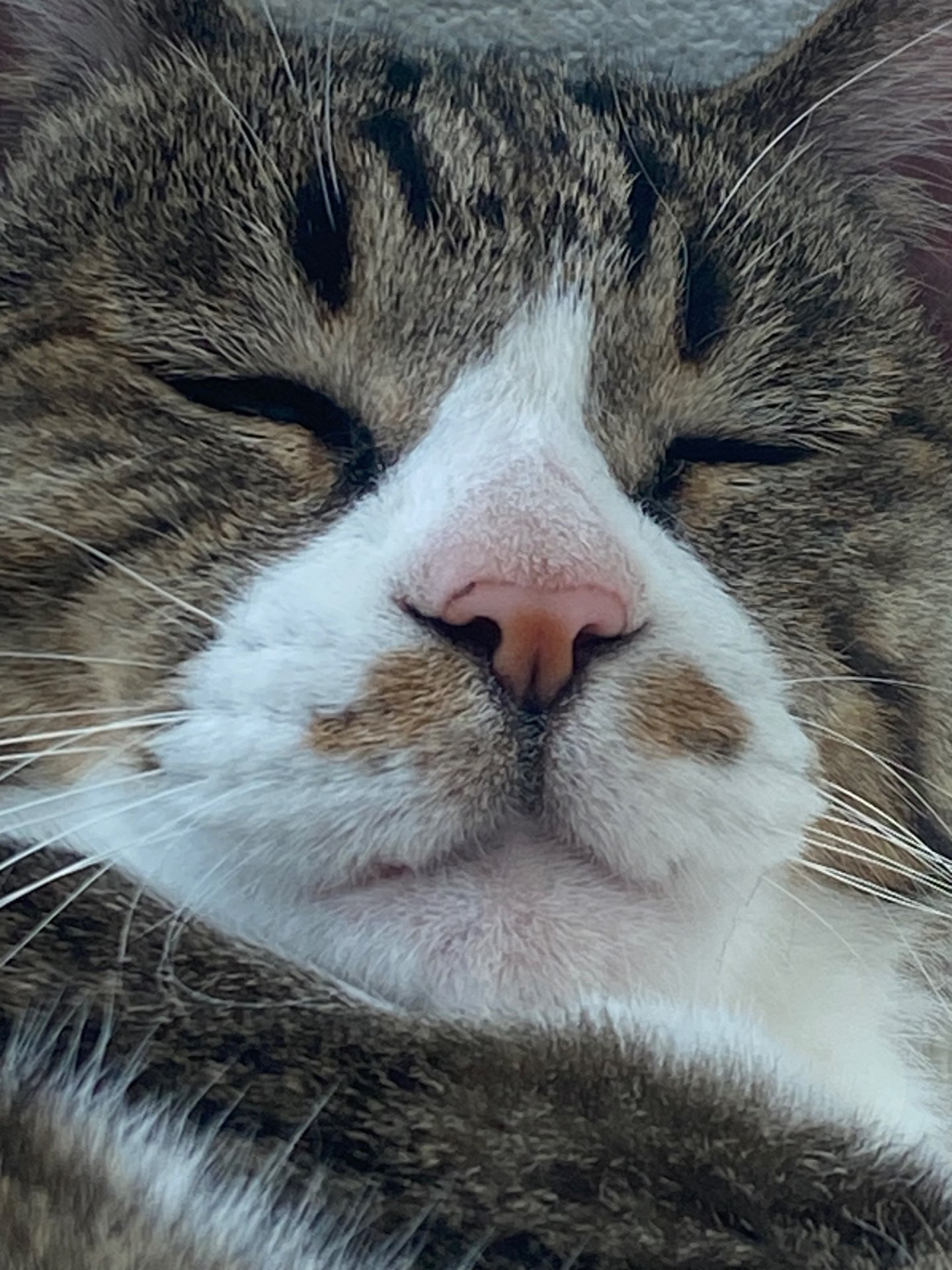 うにこさんのプロフィール画像