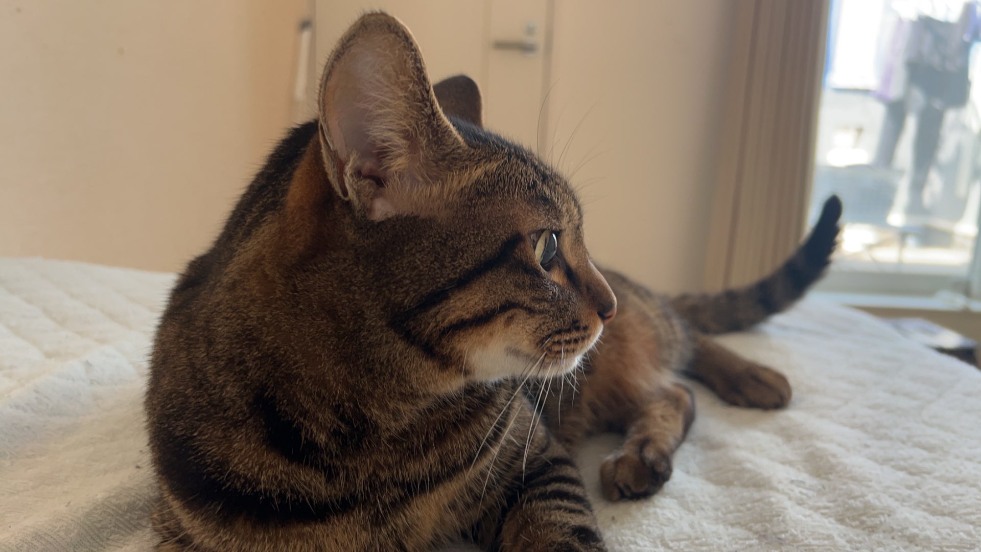 あおいとりさんのプロフィール画像