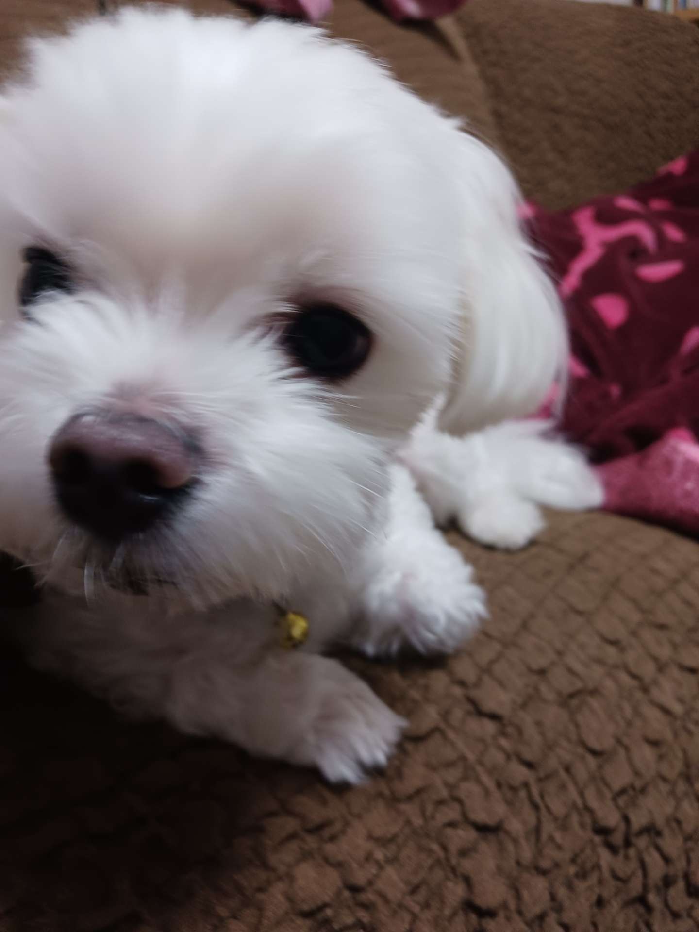 だあつうさんのプロフィール画像