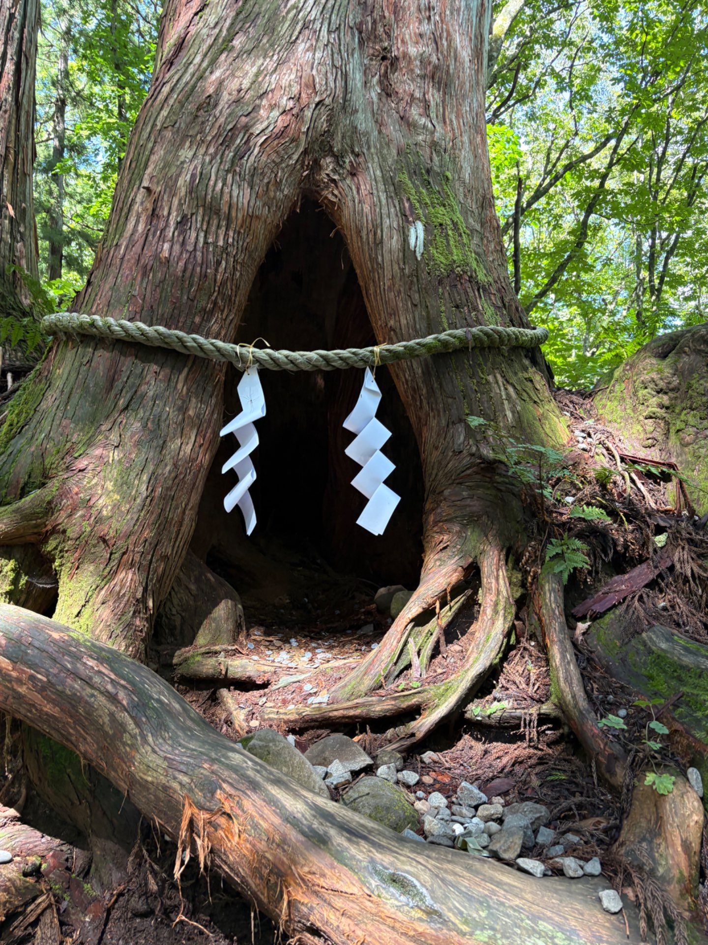 チーフさんのプロフィール画像