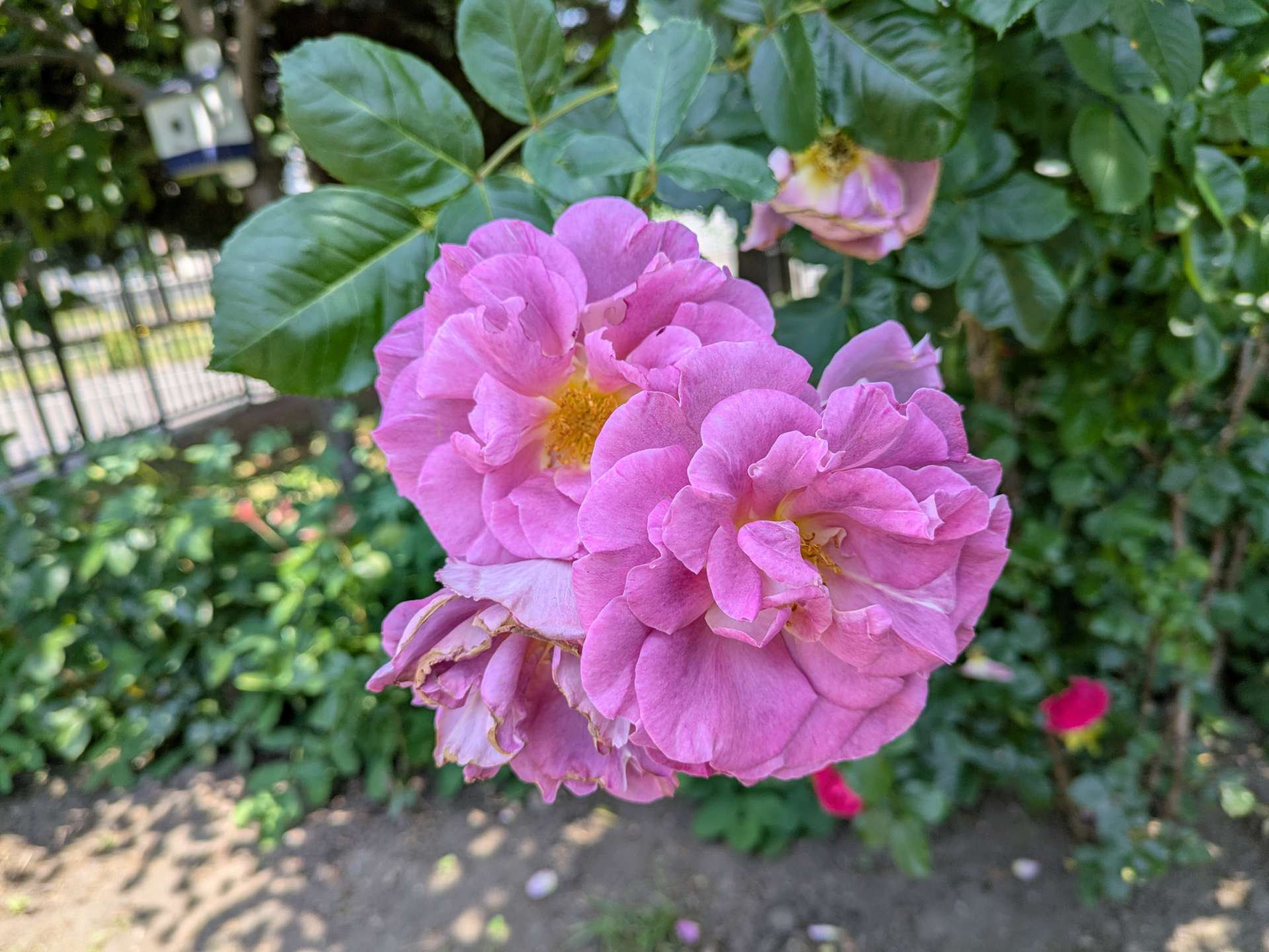 hoshiさんのプロフィール画像