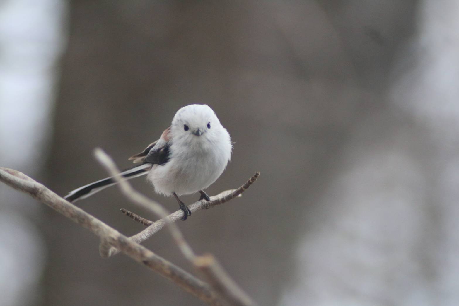 シマエナガは豚肉も食べるさんのプロフィール画像