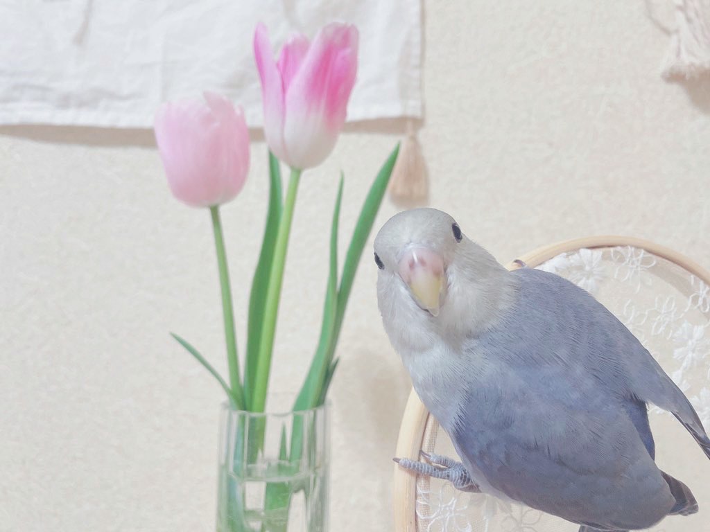 pさんのプロフィール画像