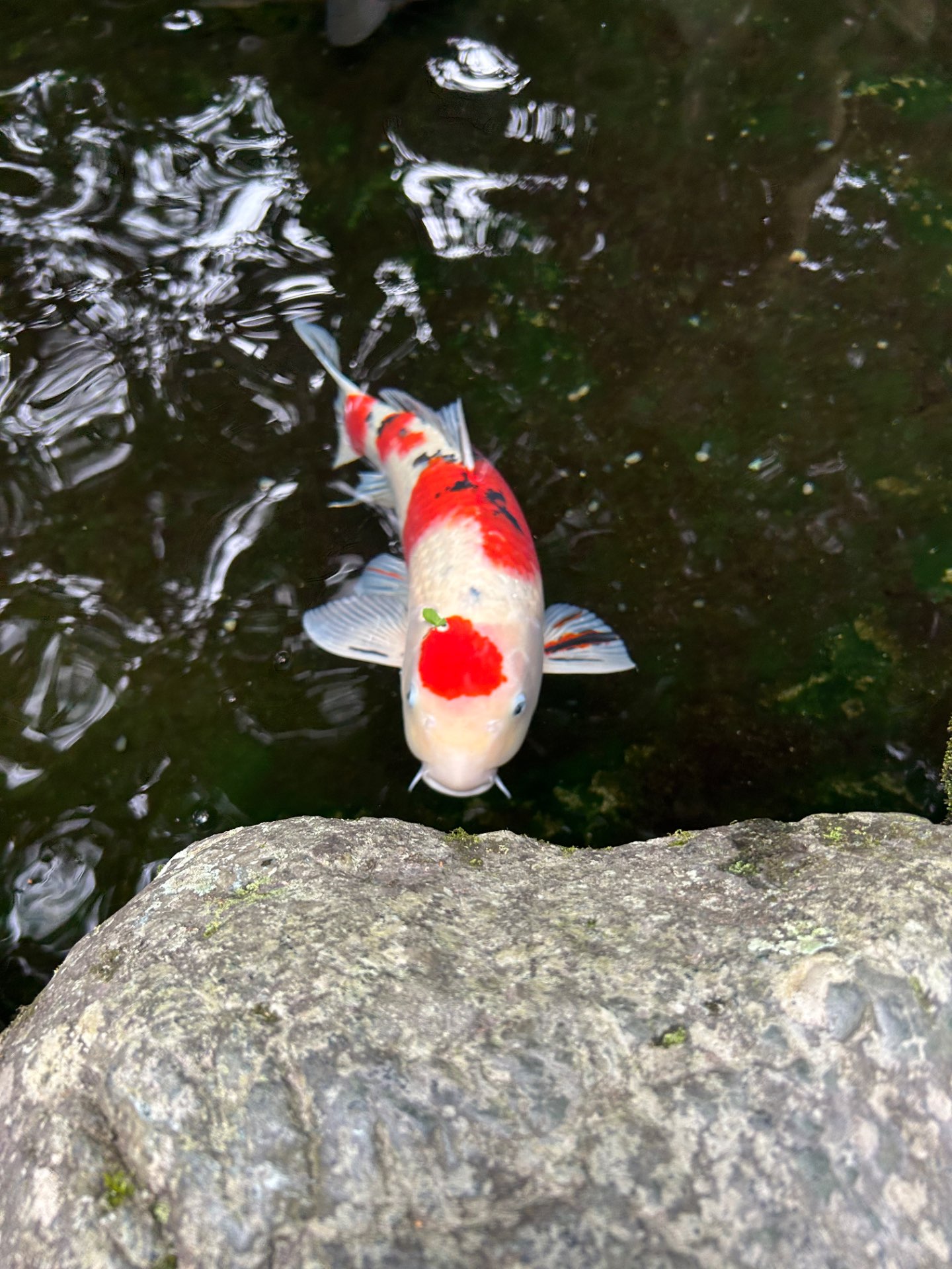荒御魂さんのプロフィール画像