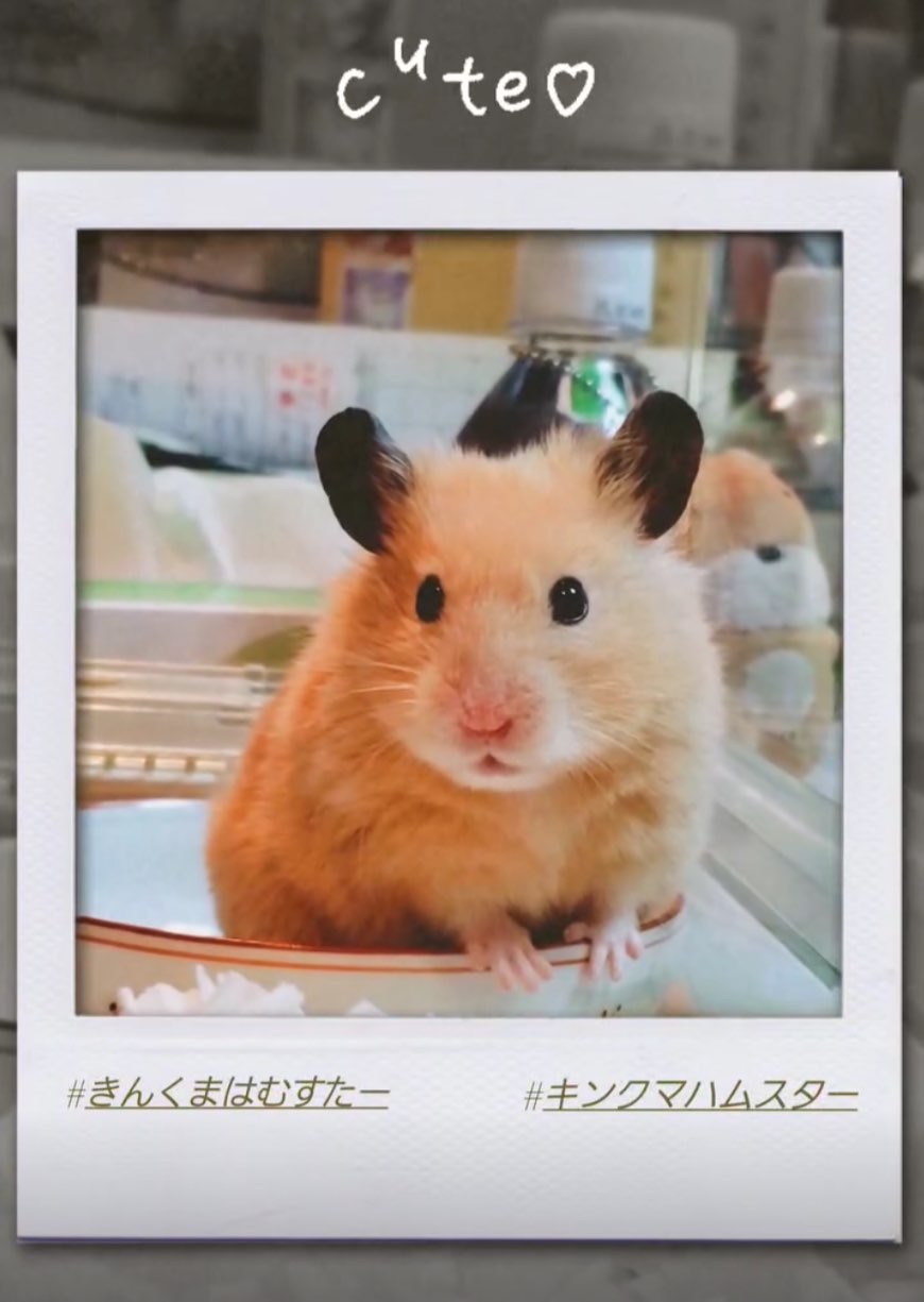 しし丸さんのプロフィール画像