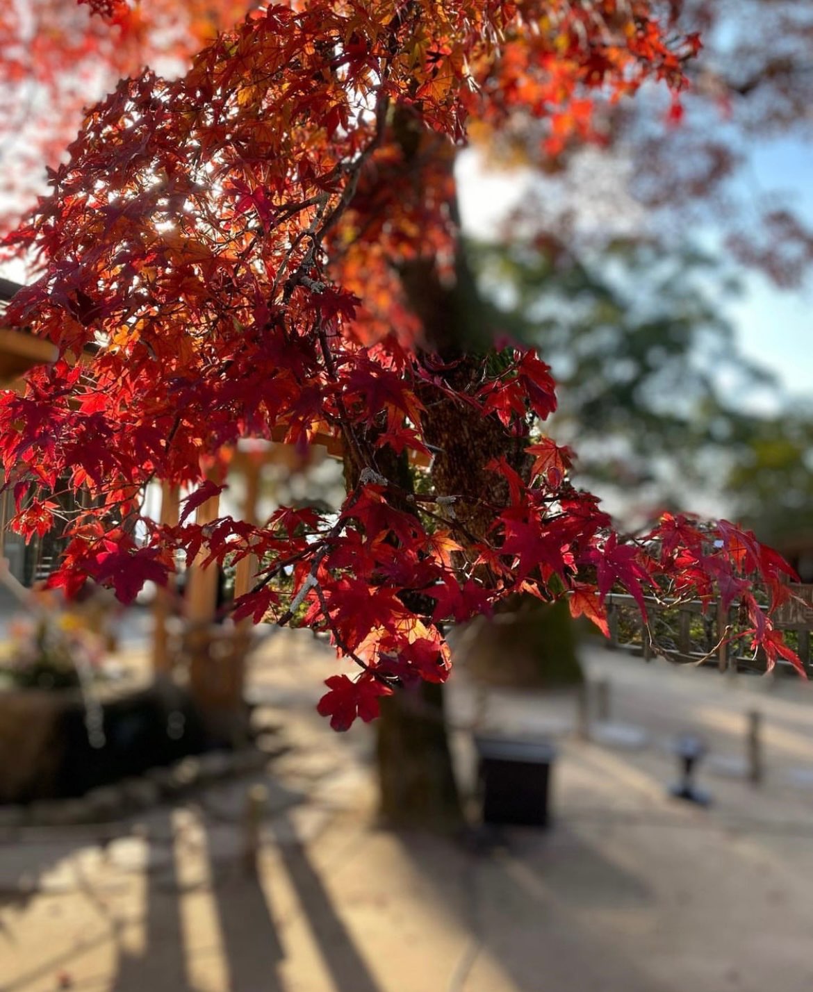 キンモクセイさんのプロフィール画像