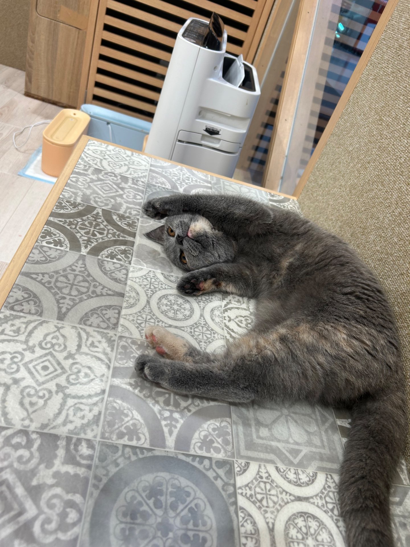 あのゴリラですさんのプロフィール画像