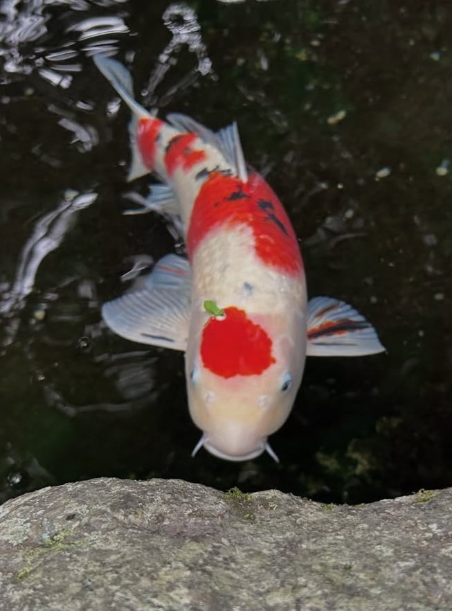 荒御魂さんのプロフィール画像