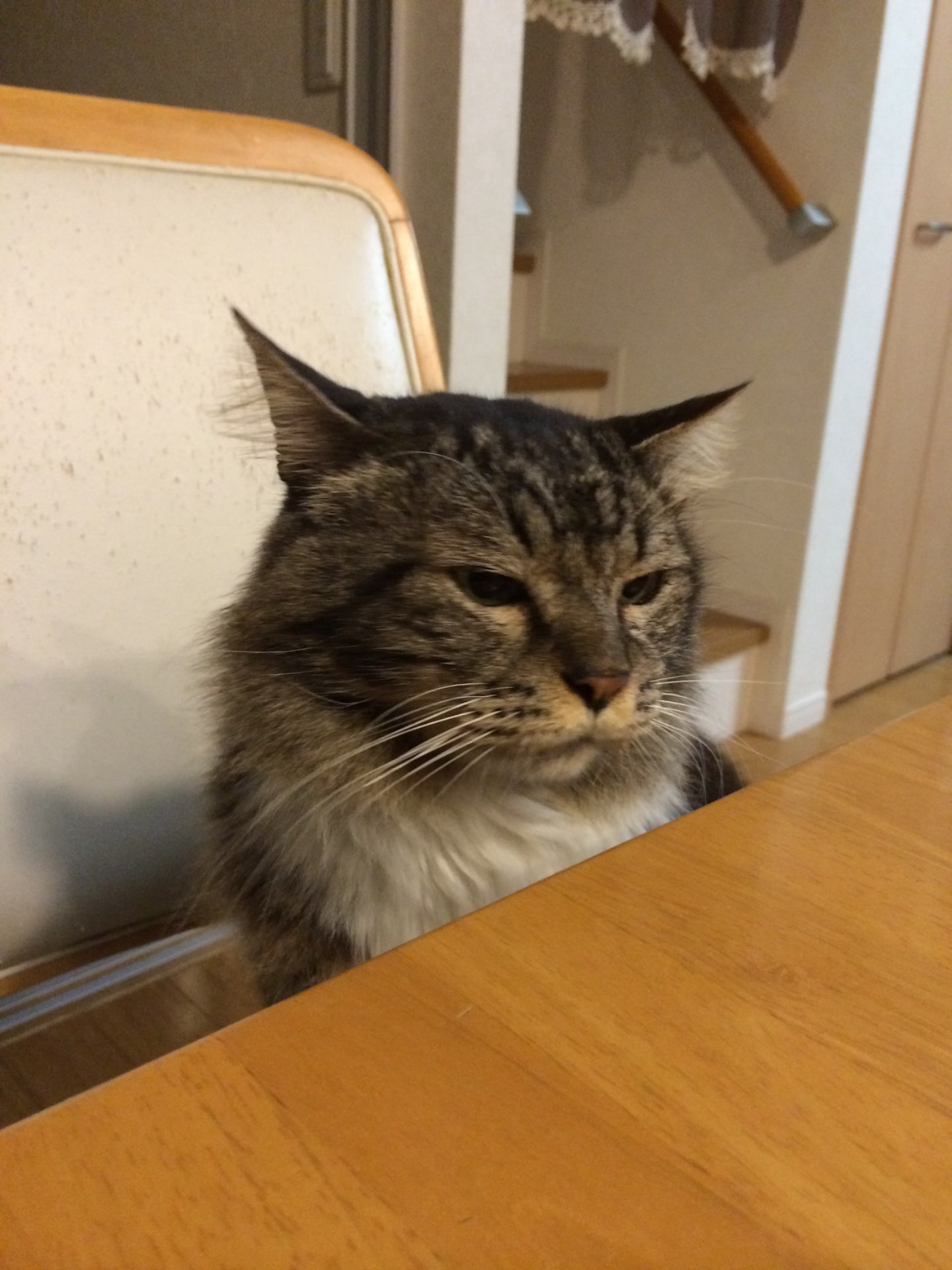 ちょこのまるさんのプロフィール画像