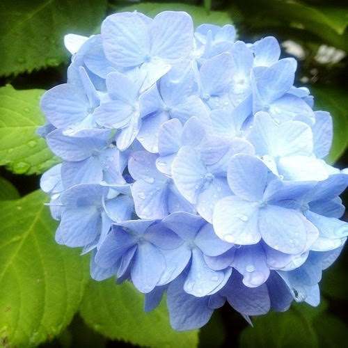 ちびももさんのプロフィール画像