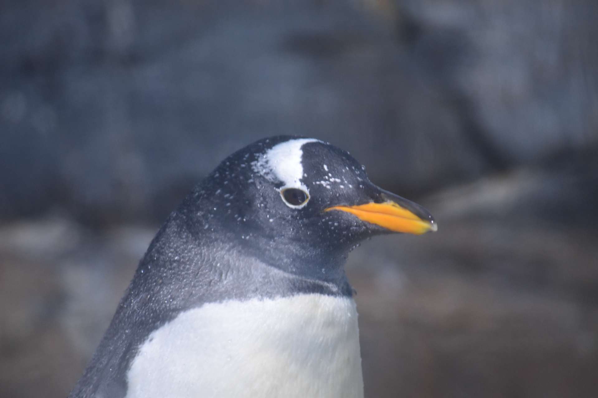 nissyさんのプロフィール画像