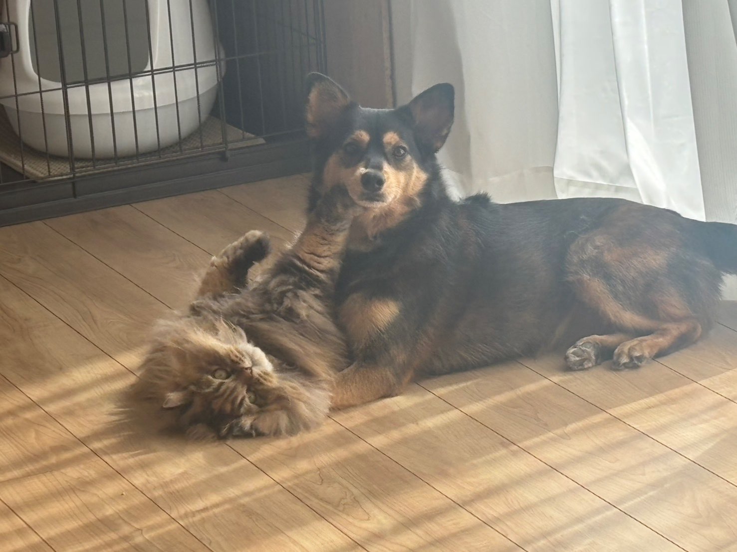 みうさんのプロフィール画像