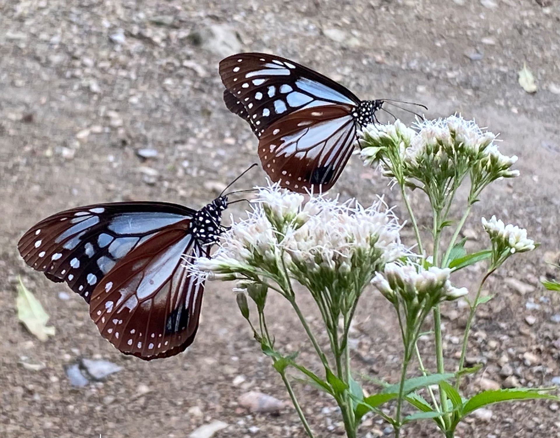 まっちゃんさんのプロフィール画像