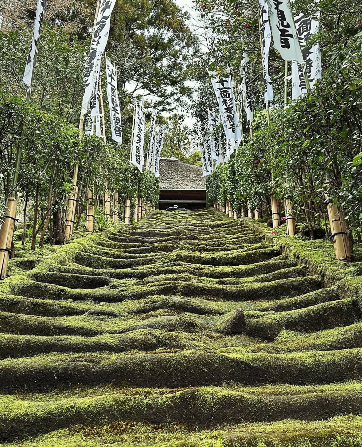 杉本寺さんのプロフィール画像