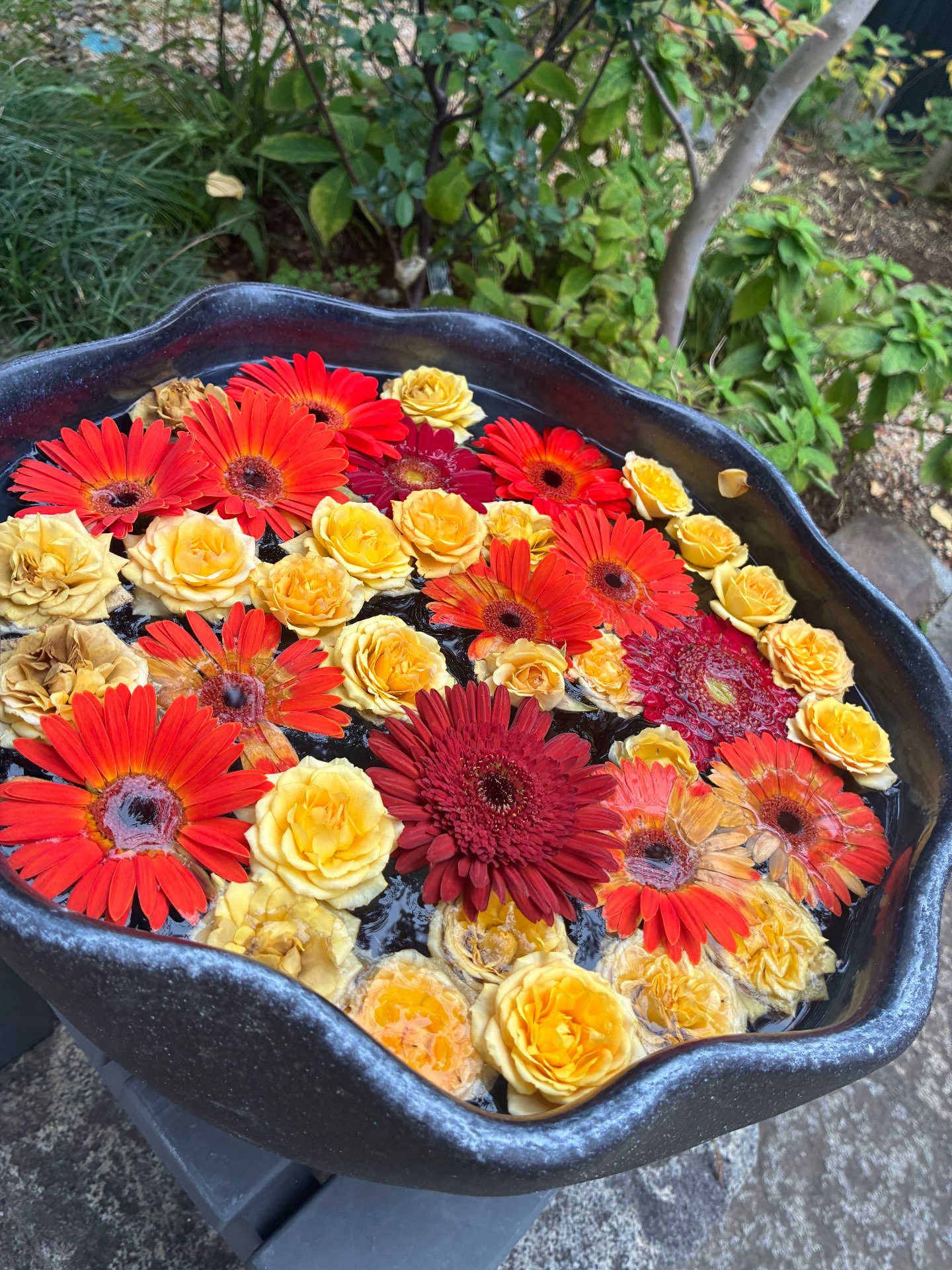 ごまさんのプロフィール画像