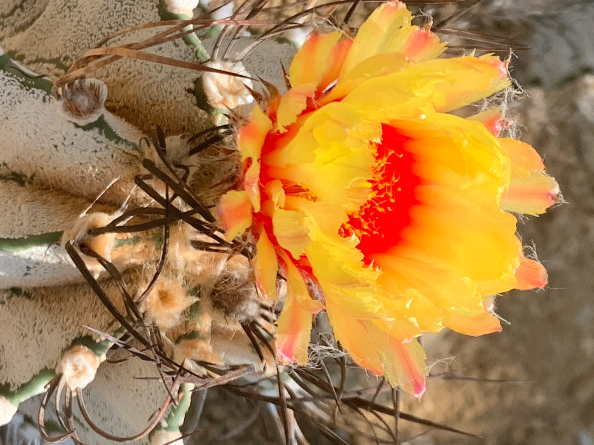 遠哉さんのプロフィール画像