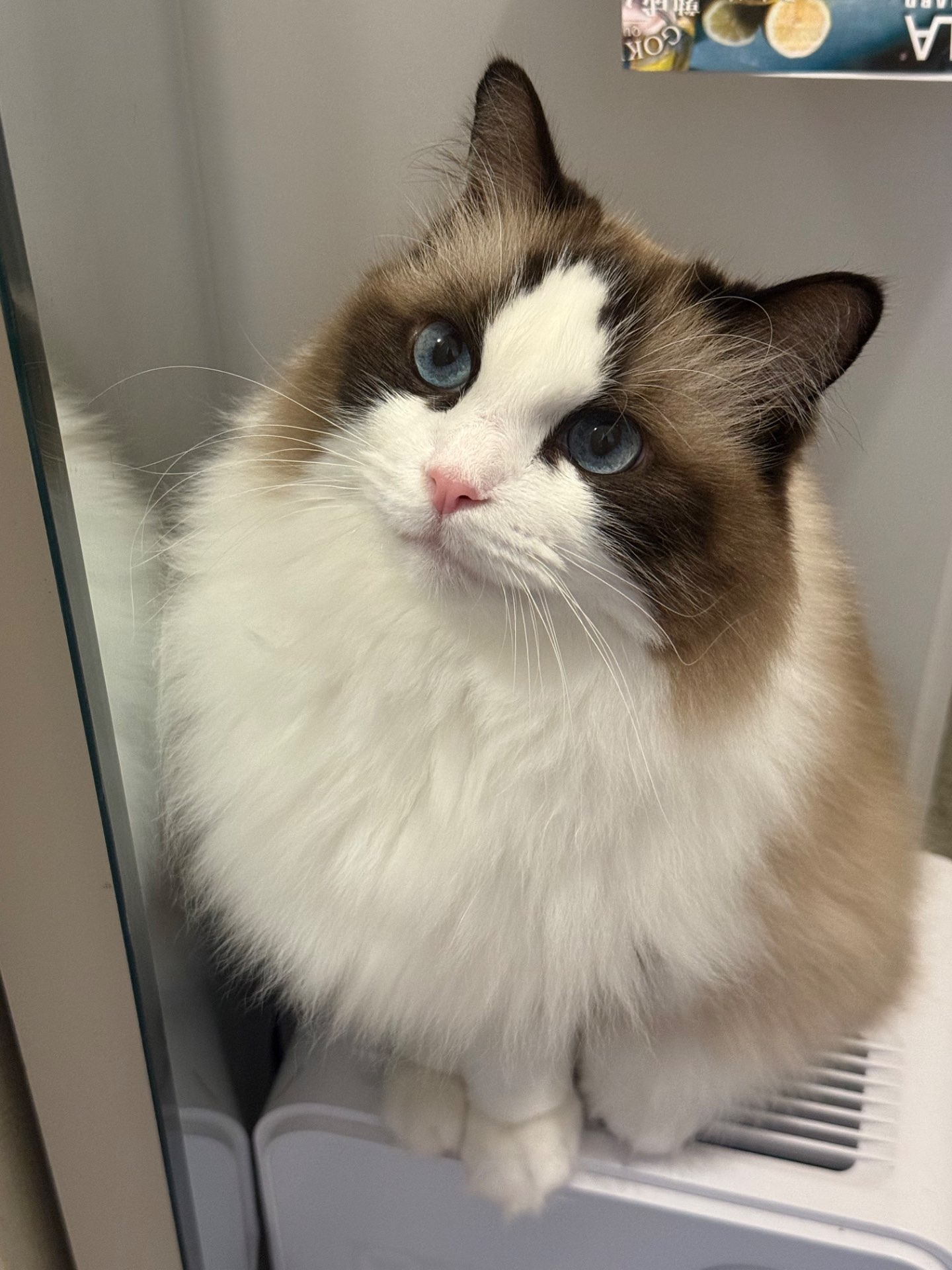 おもちさんのプロフィール画像