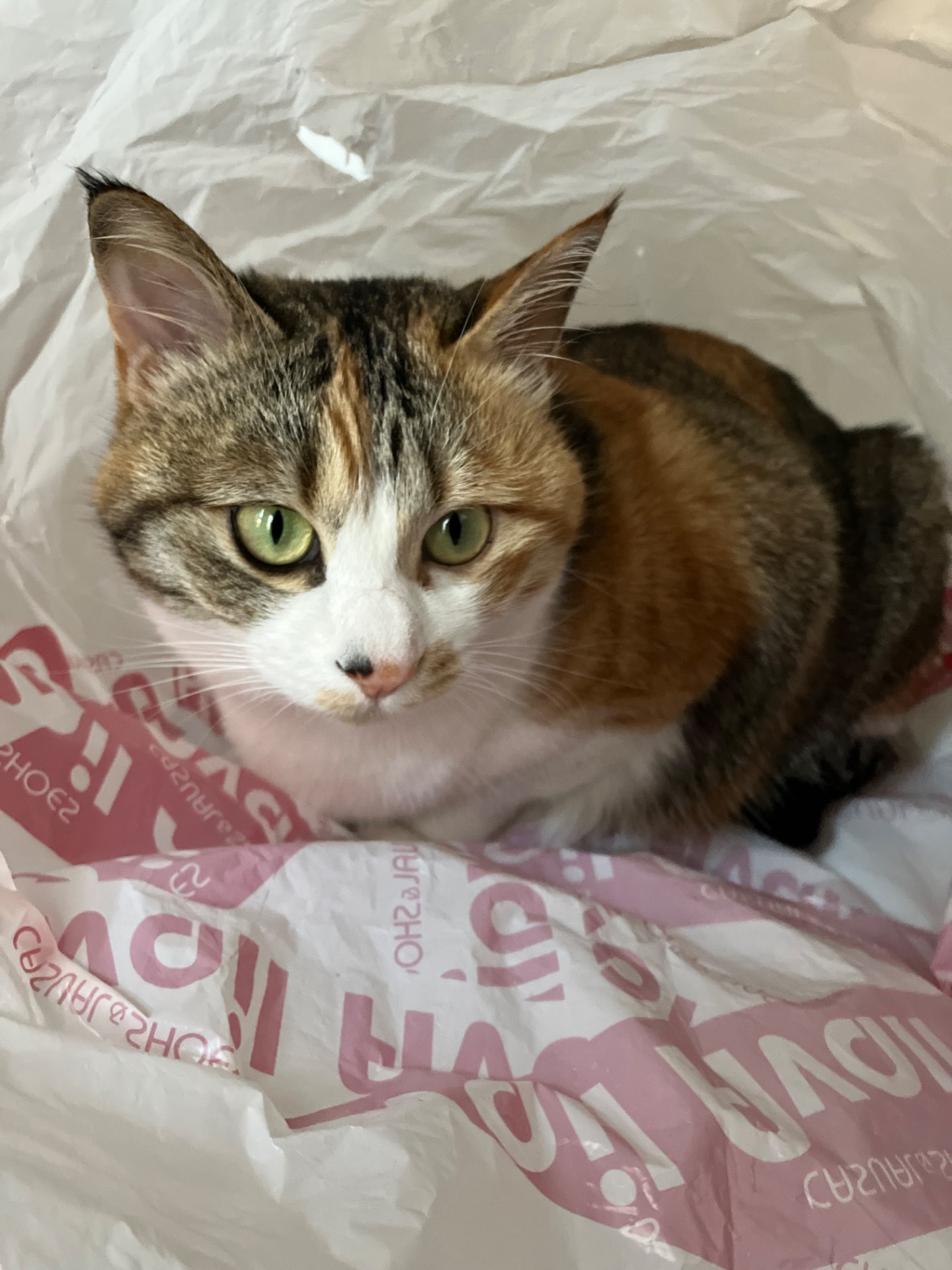 マッハ爺さんのプロフィール画像