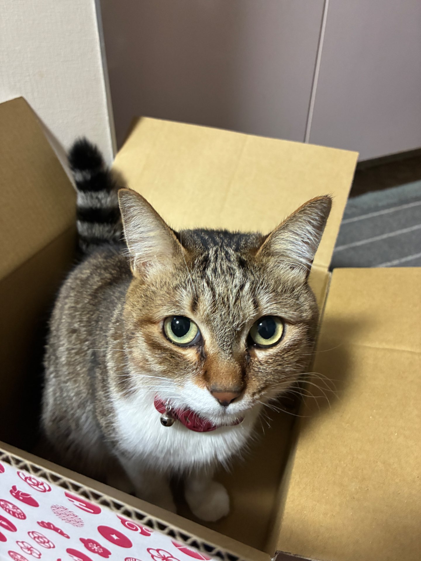 めいめいさんのプロフィール画像